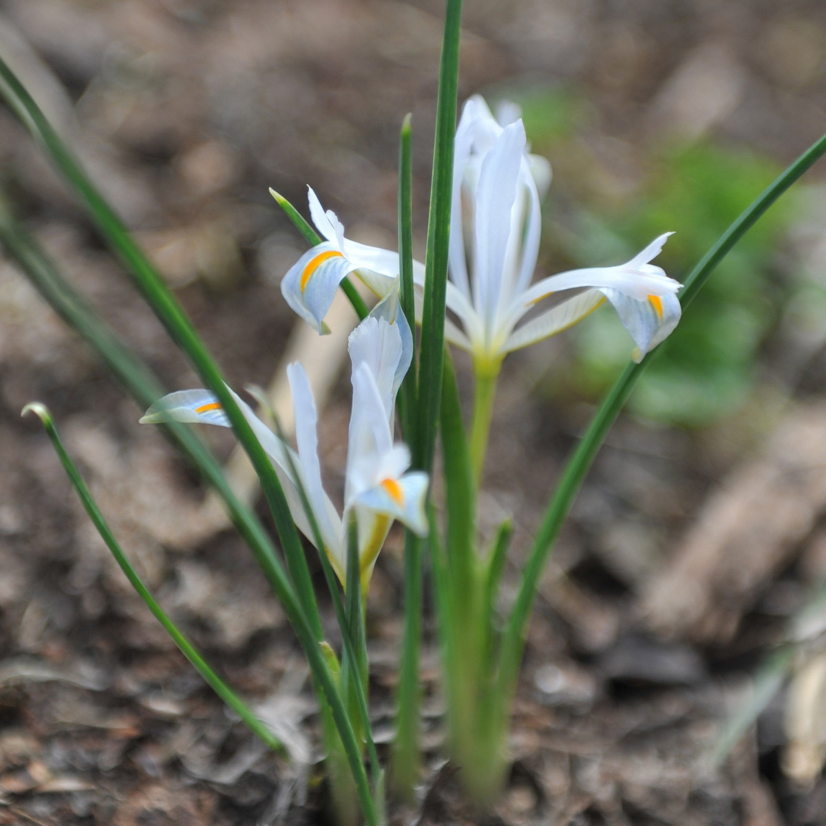 Kosatec sieťkovaný biely - Iris reticulata - cibuľoviny - 3 ks
