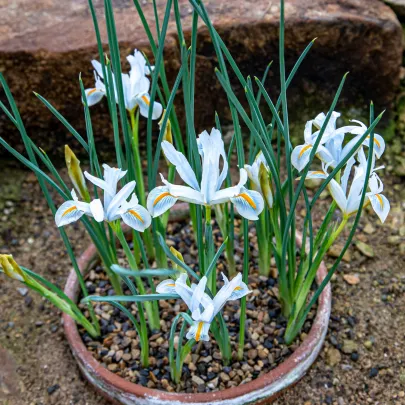 Kosatec sieťkovaný biely - Iris reticulata - cibuľoviny - 3 ks