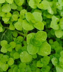 Mäta pieporná Mini Mint - Mentha piperita - semená - 20 ks