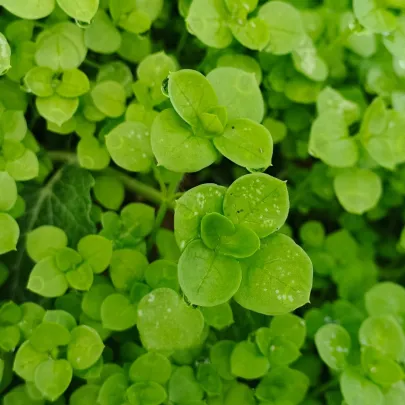 Mäta pieporná Mini Mint - Mentha piperita - semená - 20 ks
