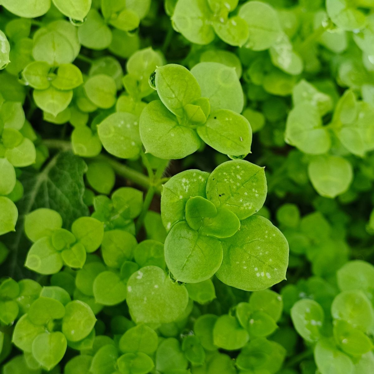 Mäta pieporná Mini Mint - Mentha piperita - semená - 20 ks