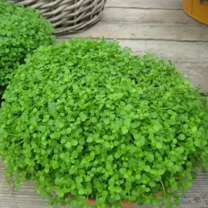 Mäta pieporná Mini Mint - Mentha piperita - semená - 20 ks