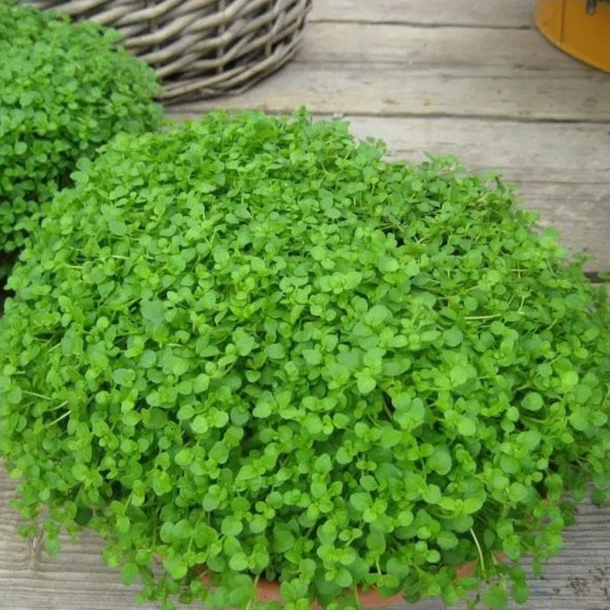 Mäta pieporná Mini Mint - Mentha piperita - semená - 20 ks