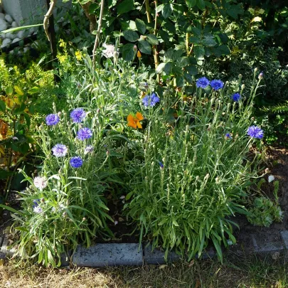 Nevädza modrá - Centaurea cyanus - semená - 30 ks