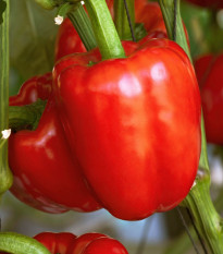 Paprika Beluga Red F1 - Capsicum annuum - semená - 5 ks