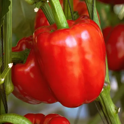 Paprika Beluga Red F1 - Capsicum annuum - semená - 5 ks