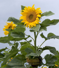 Slnečnica Mongolian Giant - Helianthus annuus - semená - 15 ks