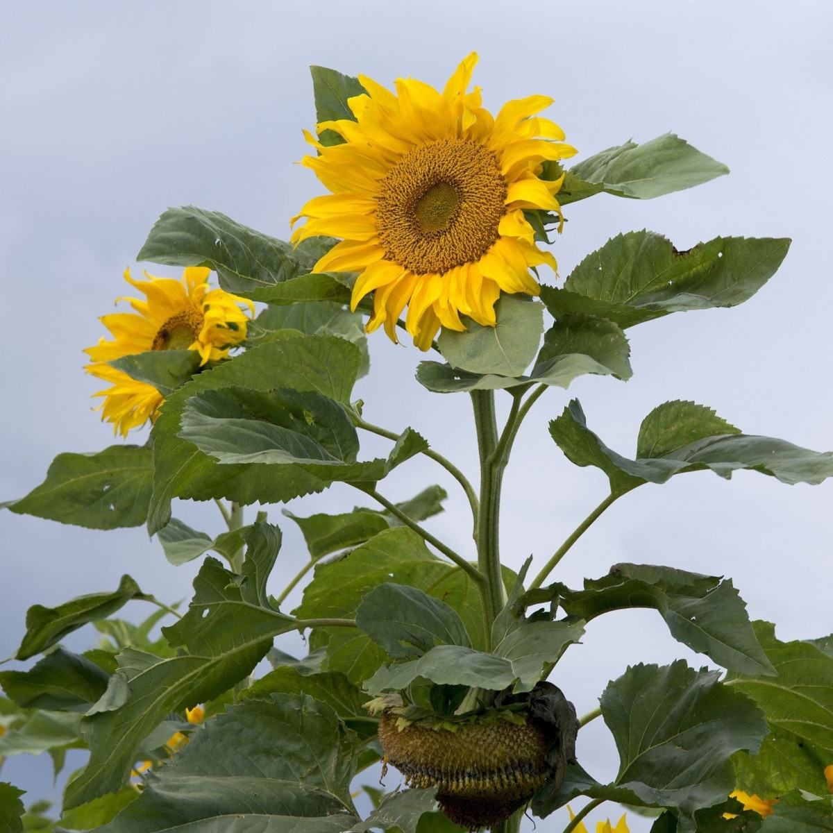 Slnečnica Mongolian Giant - Helianthus annuus - semená - 15 ks