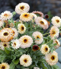 Nechtík lekársky Pygmy Buff - Calendula officinalis - semená - 30 ks