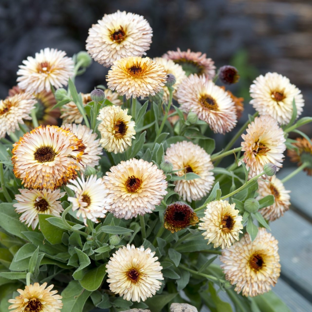 Nechtík lekársky Pygmy Buff - Calendula officinalis - semená - 30 ks