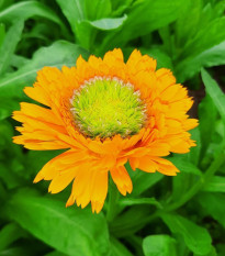 Nechtík lekársky Greenheart Orange - Calendula officinalis - semená - 30 ks