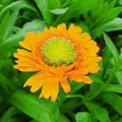 Nechtík lekársky Greenheart Orange - Calendula officinalis - semená - 30 ks