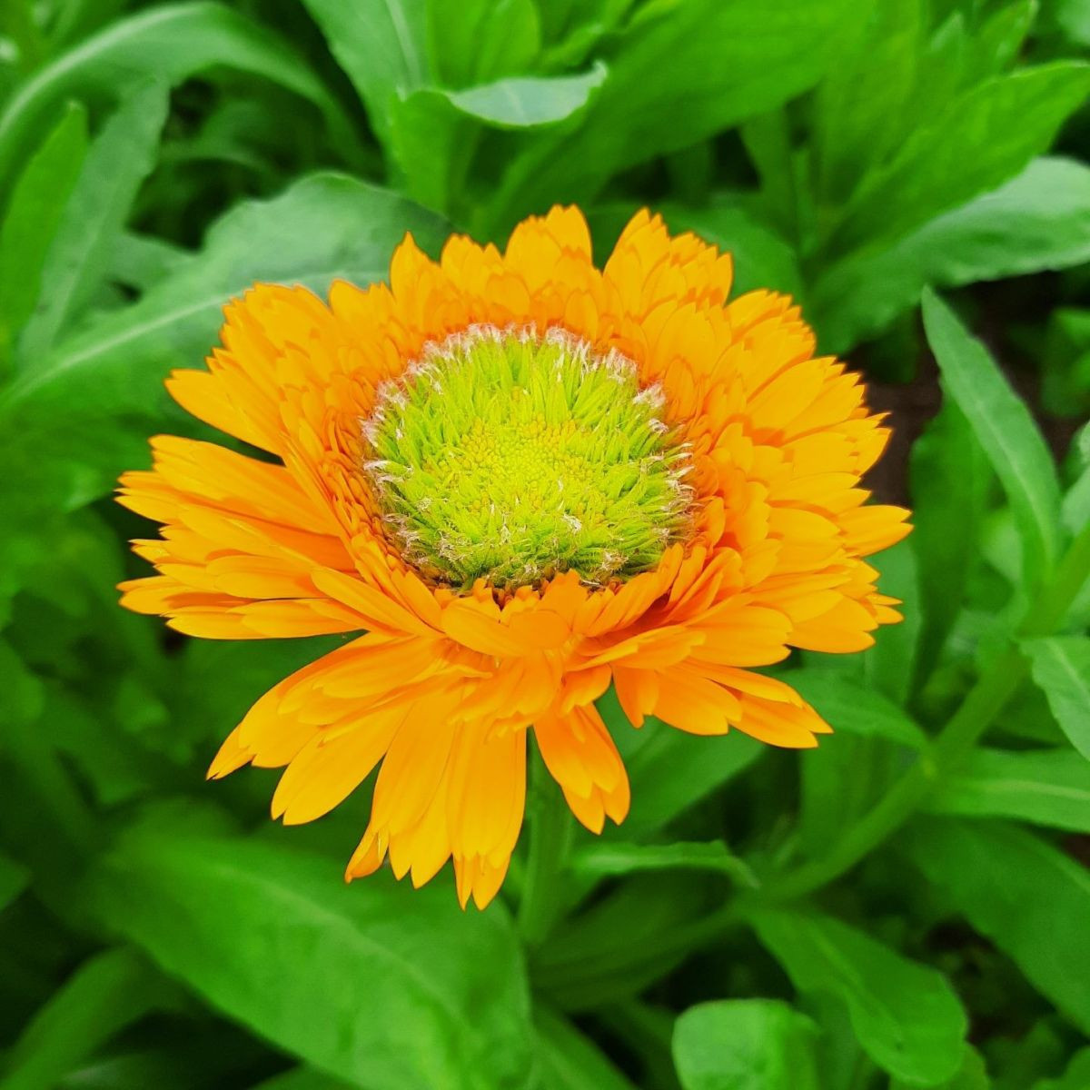 Nechtík lekársky Greenheart Orange - Calendula officinalis - semená - 30 ks