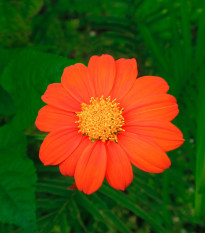 Titónia okrúhlolistá Fiesta Del Sol - Tithonia rotundifolia - semená - 60 ks