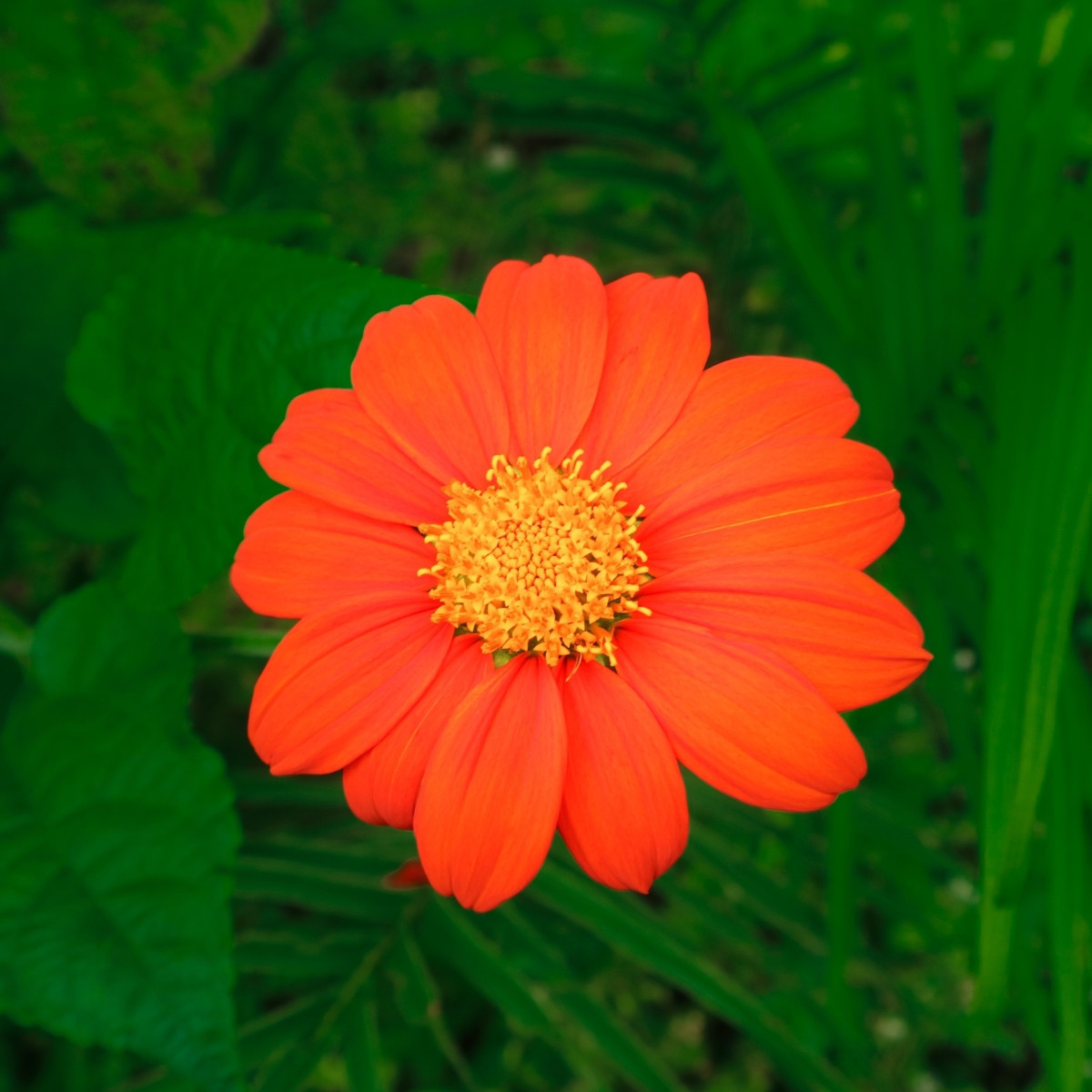 Titónia okrúhlolistá Fiesta Del Sol - Tithonia rotundifolia - semená - 60 ks