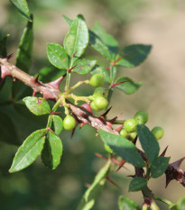 Sečuánske korenie - Zanthoxylum armatum - semená - 5 ks
