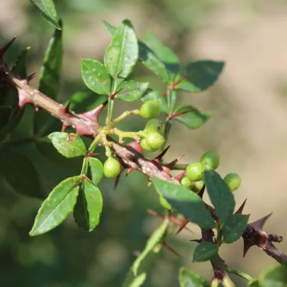 Sečuánske korenie - Zanthoxylum armatum - semená - 5 ks