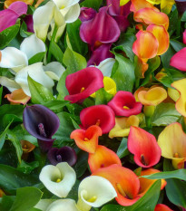 Zmes kál - Zantedeschia mix - cibuľoviny - 5 ks