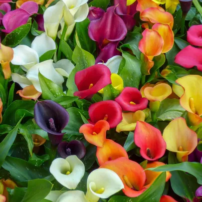 Zmes kál - Zantedeschia mix - cibuľoviny - 5 ks
