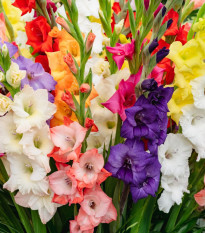 Zmes gladiol - Gladiolus mix - cibuľoviny - 15 ks