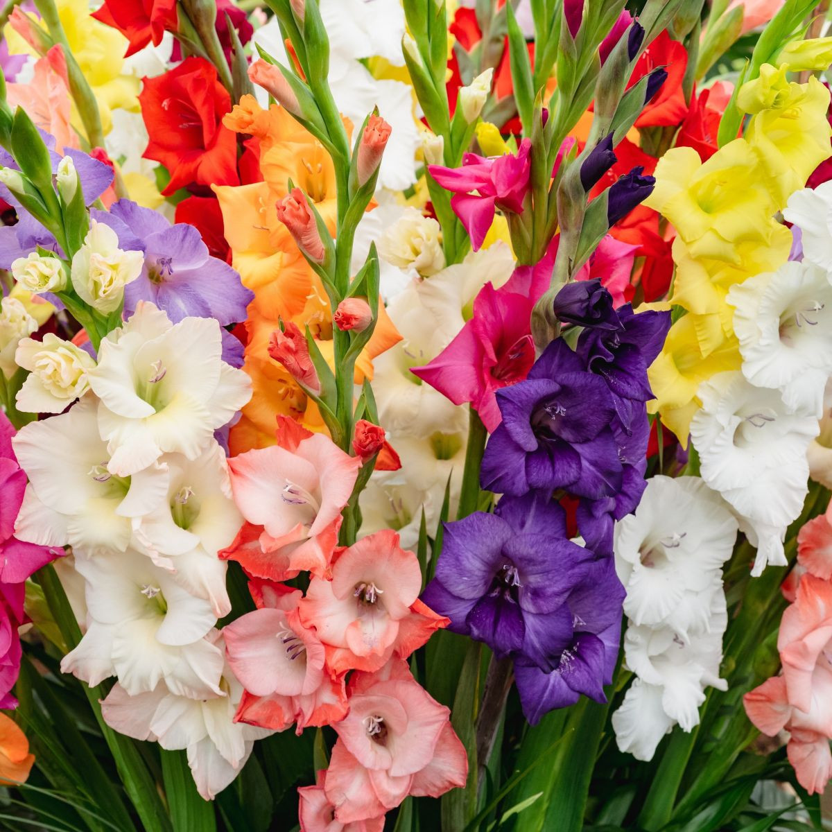 Zmes gladiol - Gladiolus mix - cibuľoviny - 15 ks