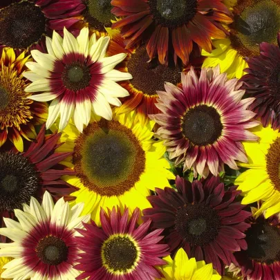 Slnečnica Formular Mix F1 - Helianthus annuus - semená - 6 ks