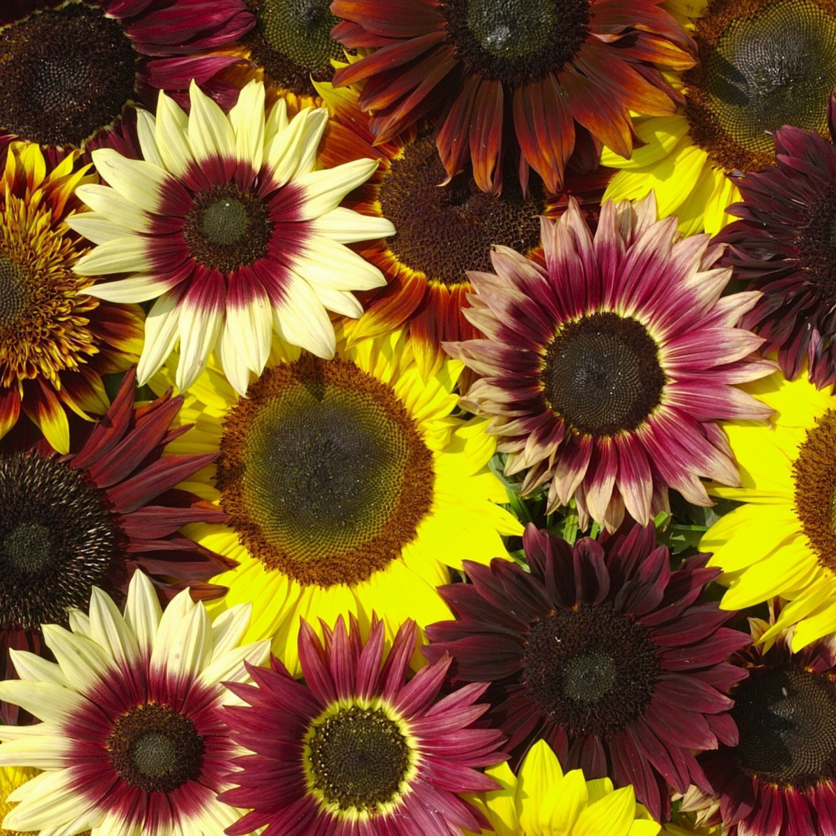 Slnečnica Formular Mix F1 - Helianthus annuus - semená - 6 ks