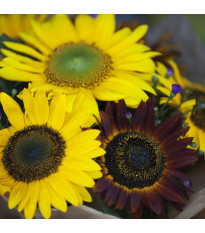 Slnečnica Formular Mix F1 - Helianthus annuus - semená - 6 ks