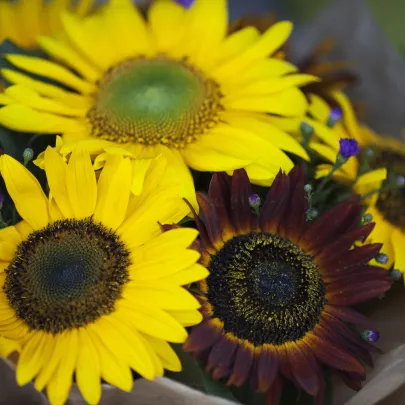 Slnečnica Formular Mix F1 - Helianthus annuus - semená - 6 ks