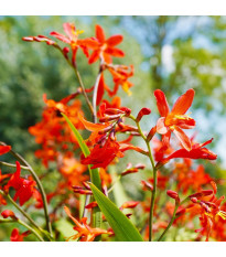 Zmes montbrécií - Crocosmia mix - cibuľoviny - 20 ks