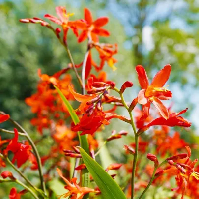 Zmes montbrécií - Crocosmia mix - cibuľoviny - 20 ks