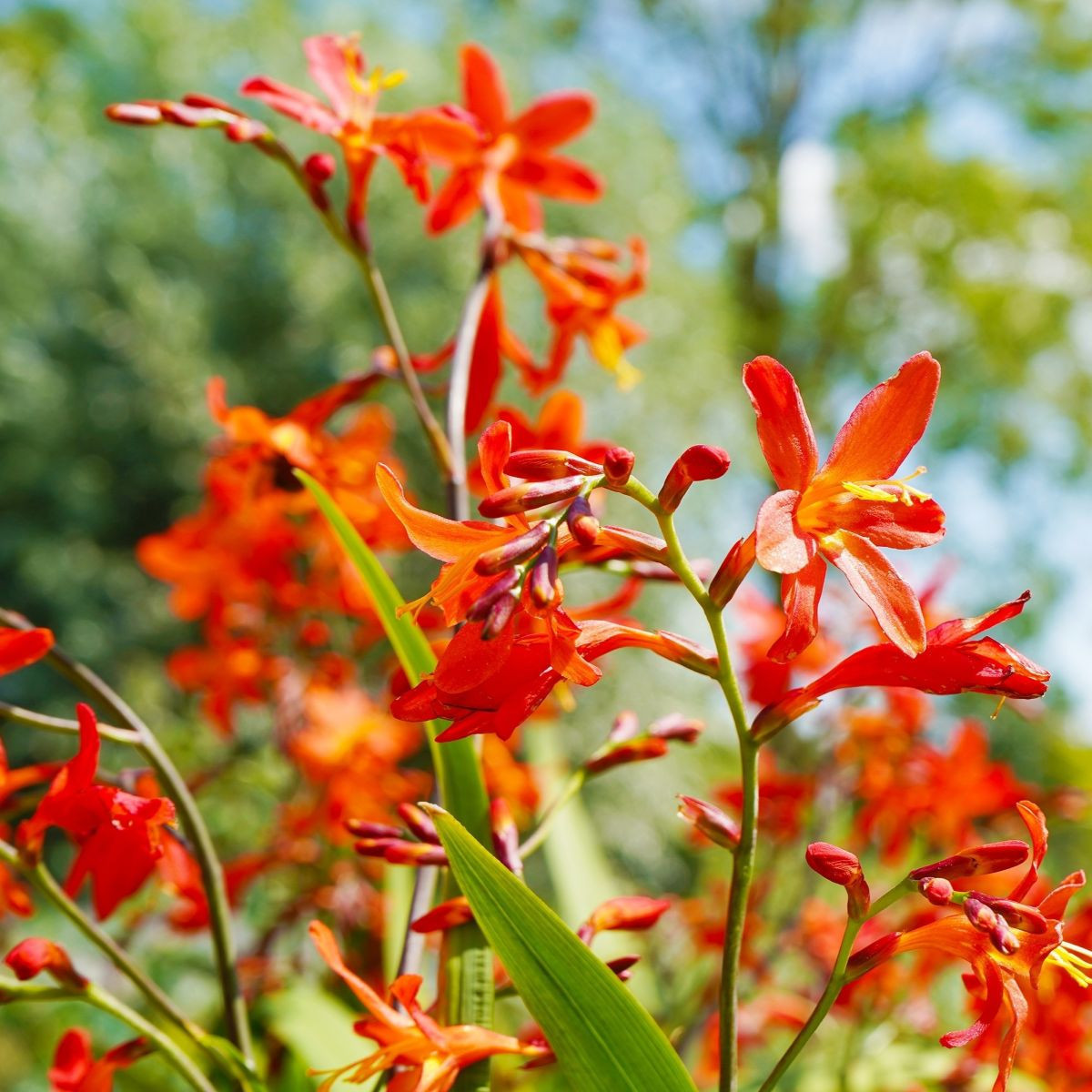Zmes montbrécií - Crocosmia mix - cibuľoviny - 20 ks
