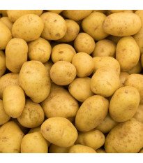 Sadbové zemiaky Princess - Solanum tuberosum - 5 kg