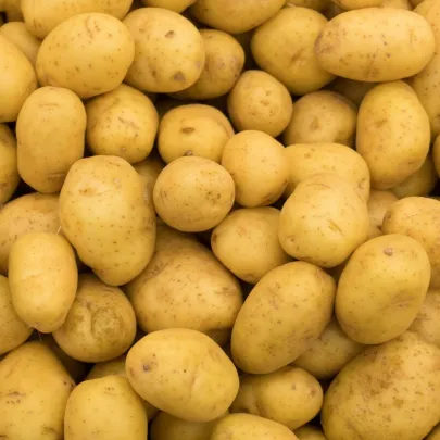 Sadbové zemiaky Princess - Solanum tuberosum - 5 kg