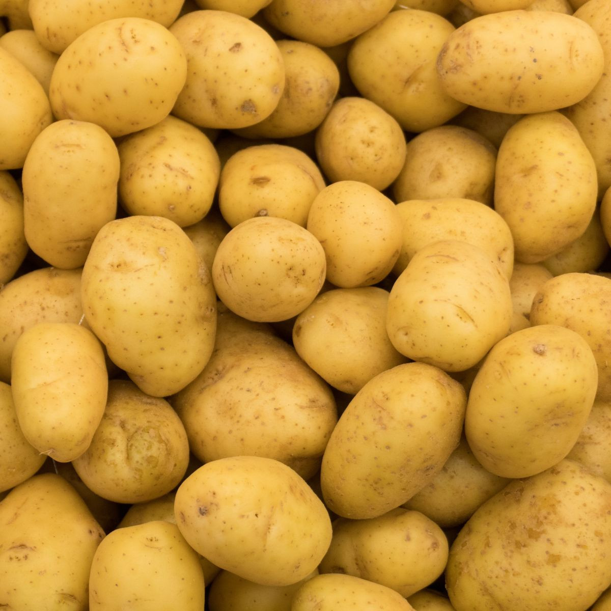 Sadbové zemiaky Princess - Solanum tuberosum - 5 kg