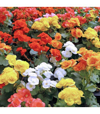 Zmes begónií - Begonia mix - cibuľoviny - 10 ks