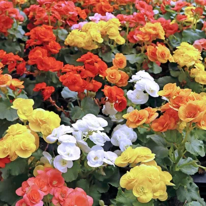 Zmes begónií - Begonia mix - cibuľoviny - 10 ks