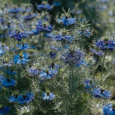Černuška damašská Miss Jekyll Dark Blue - Nigella damascena - semená - 200 ks