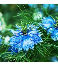 Černuška damašská Miss Jekyll Dark Blue - Nigella damascena - semená - 200 ks