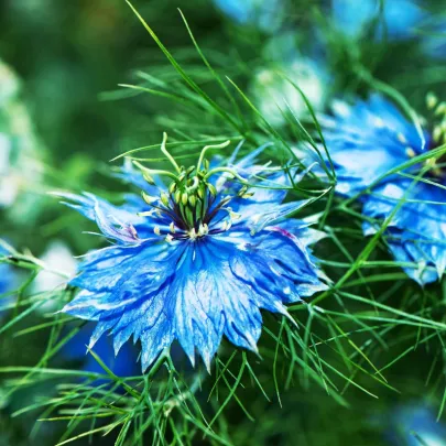 Černuška damašská Miss Jekyll Dark Blue - Nigella damascena - semená - 200 ks