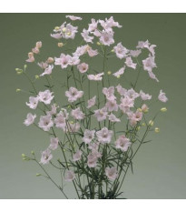 Stračonôžka veľkokvetá Jennys Pearl F1 Pink - Delphinium grandiflorum - semená - 10 ks