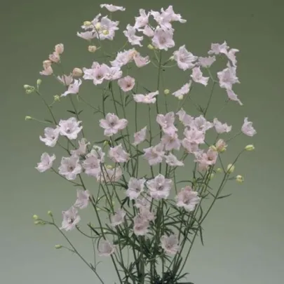 Stračonôžka veľkokvetá Jennys Pearl F1 Pink - Delphinium grandiflorum - semená - 10 ks