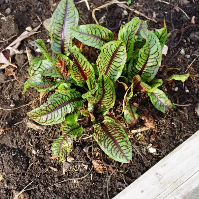 Šťaveľ krvavý - Rumex sanguineus - semená - 100 ks