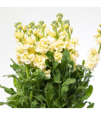 Fiala Cinderella Yellow - Matthiola incana - semená - 40 ks