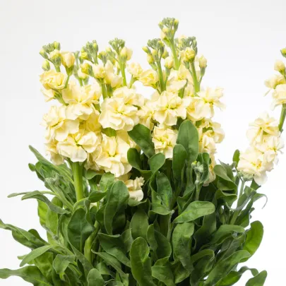 Fiala Cinderella Yellow - Matthiola incana - semená - 40 ks