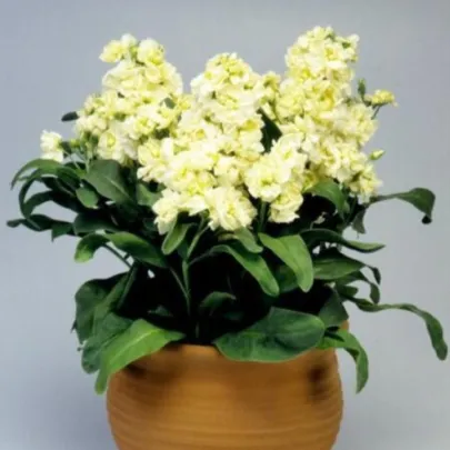 Fiala Cinderella Yellow - Matthiola incana - semená - 40 ks