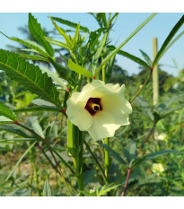 Ibištek jedlý - Okra - Abelmoschus esculentus - semená - 8 ks
