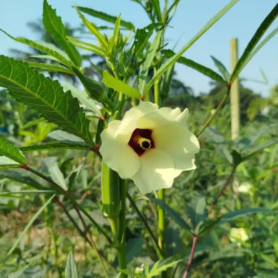 Ibištek jedlý - Okra - Abelmoschus esculentus - semená - 8 ks