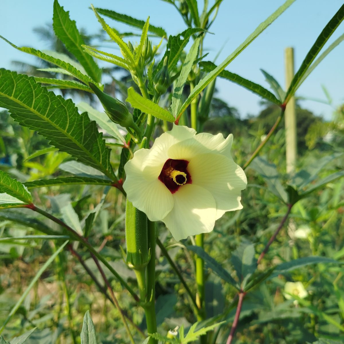 Ibištek jedlý - Okra - Abelmoschus esculentus - semená - 8 ks