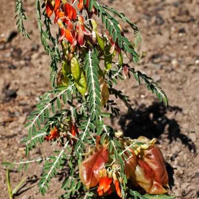 Africká bylina - Lessertia frutescens - semená - 4 ks